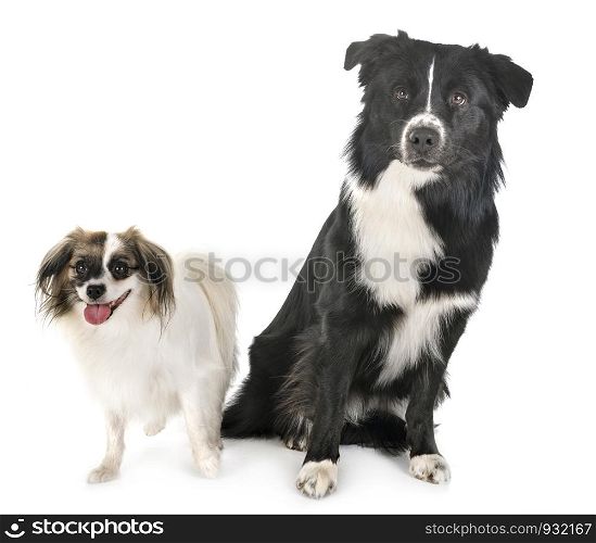 australian shepherd and palene dog in front of white background