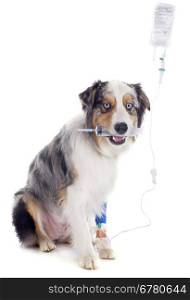 australian shepherd and perfusion in front of white background