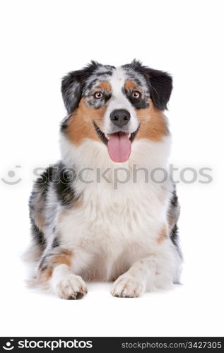 Australian shepherd. Australian shepherd in front of a white background