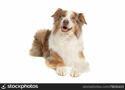 Australian Shepherd. Australian Shepherd in front of a white background