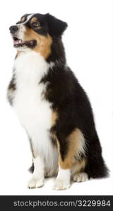 Australian Shepherd Dog