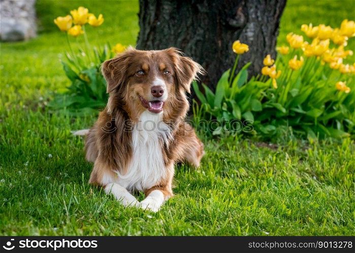 australian shepherd dog