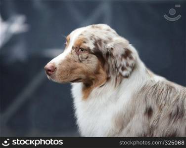 Australian Shepherd head profile, Extremely intelligent dog