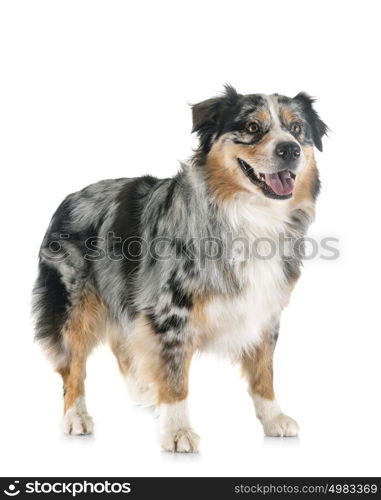 australian shepherd in front of white background