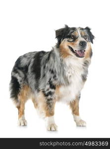 australian shepherd in front of white background