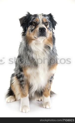 australian shepherd in front of white background