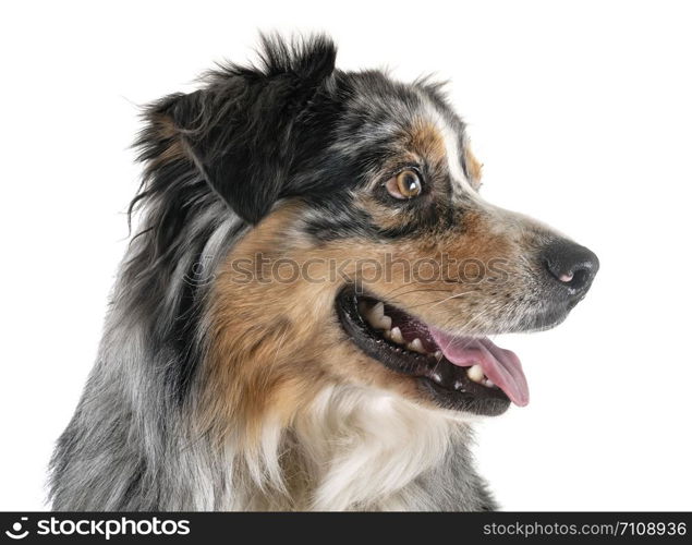 australian shepherd in front of white background