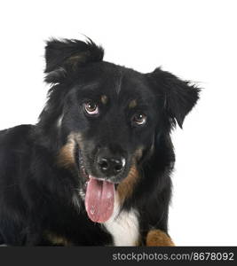 australian shepherd in front of white background