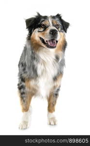 australian shepherd in front of white background