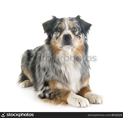 australian shepherd in front of white background