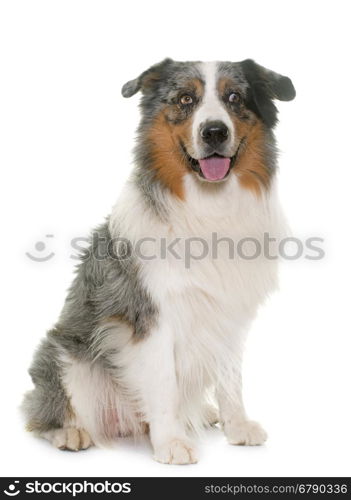 australian shepherd in studio in front of white background