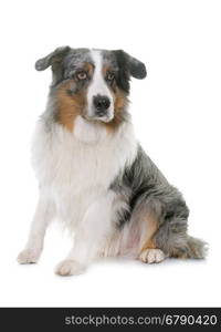 australian shepherd in studio in front of white background