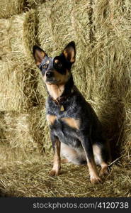 Australian Shepherd on a Hay Bale