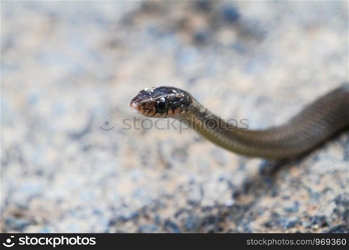 Australian Snake head