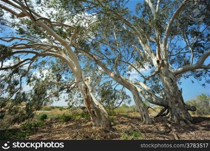 Australian trees with light bark, growing in Israel