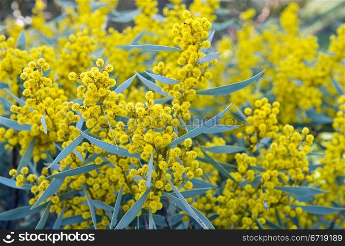 Australian Wattle blooms on natural background