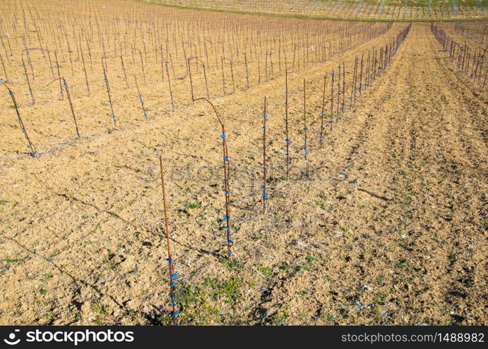 Austria - Kastenburg. Vineyards Sulztal, Leibnitz area south Styria wine street, wine country. March before season. Rows of grape plants winter, spring.. Panorama of Vineyards. Kastenburg south Styria travel spot