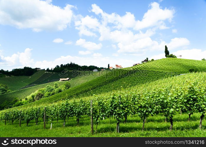 Austria, Slovenia Vineyards Sulztal area south Styria , wine country path to heart shaped street tourist spot. Austria, Slovenia Vineyards Sulztal, Herzerl Strasse