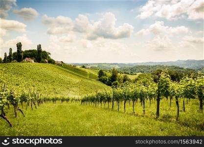 Austria, Slovenia Vineyards Sulztal area south Styria , wine country path to Herzerl Stra?e tourist spot
