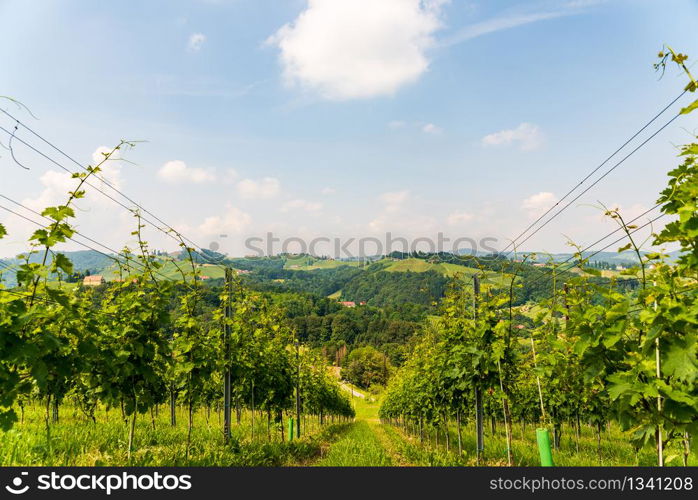 Austria Vineyards Sulztal Leibnitz area south Styria Bad Radkersburg, wine country. Austria Vineyards Leibnitz area south Styria travel spot