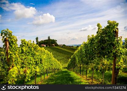 Austria Vineyards Sulztal Leibnitz area south Styria Bad Radkersburg, wine country. Austria Vineyards Leibnitz area south Styria travel spot