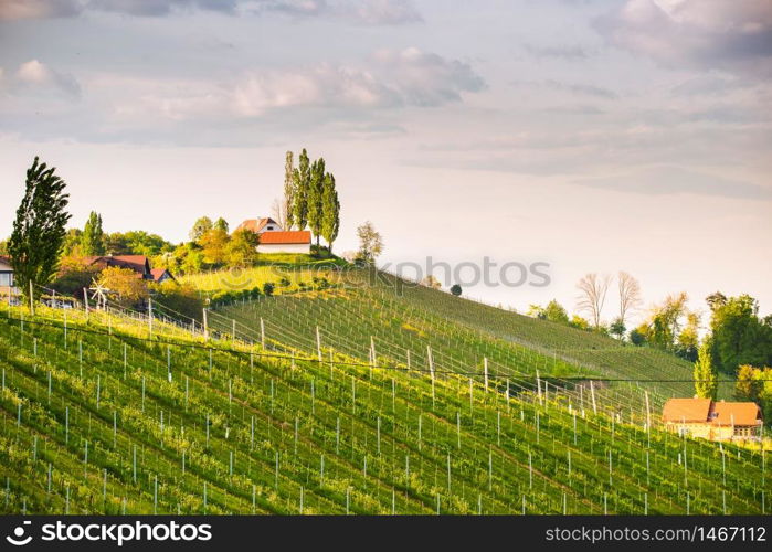 Austria Vineyards Sulztal Leibnitz area south Styria, wine country. Sunny landscape of famous tourist destination. Austria Vineyards Leibnitz area south Styria travel spot