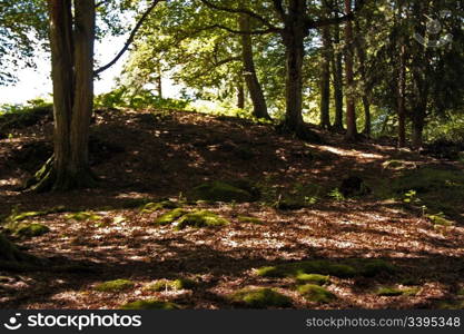 Austrian Forest in Summer