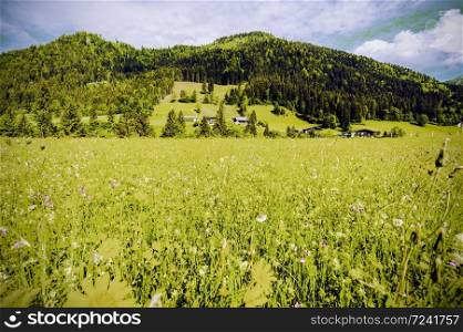 Austrian landscape with forests, fields, pastures and meadows on the background of green hill. Vintage style
