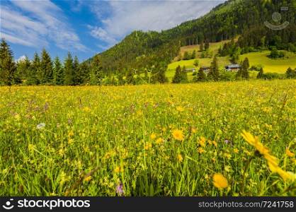 Austrian landscape with forests, fields, pastures and meadows on the background of green hill.