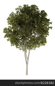 austrian oak tree isolated on white background. 3d illustration