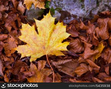 Autum alamo yellow leaf in a beech fall forest in Pyrenees Ordesa Valley spain