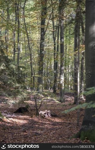 autum forest in bad bentheim germany