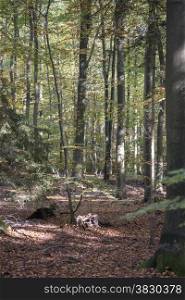 autum forest in bad bentheim germany