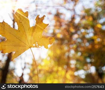 autumn abstract background with yellow maple leaf, close up