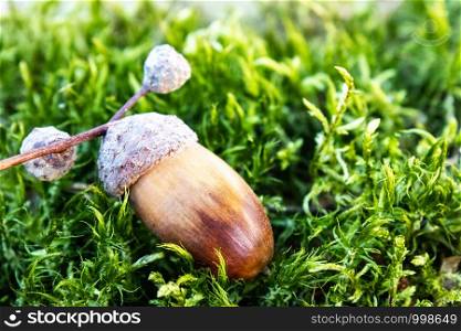 Autumn acorns on green moss. Background with autumn acorns. close-up.. Autumn acorns on green moss. Background with autumn acorns.