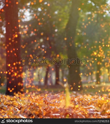 autumn afternoon park with trees and dry golden maple leaves on the ground, beautiful landscape, Ukraine