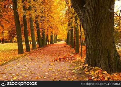 autumn alley in park