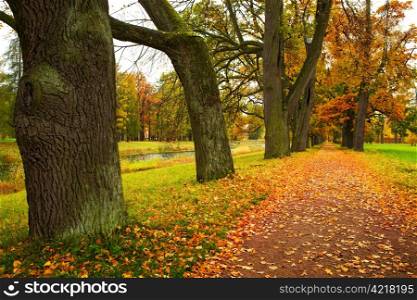 autumn alley in park