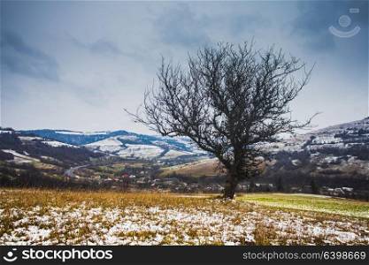 Autumn and winter are meeting on the fields. Lonely tree in the fields. Autumn and winter