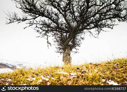 Autumn and winter are meeting on the fields. Lonely tree in the fields. Autumn and winter