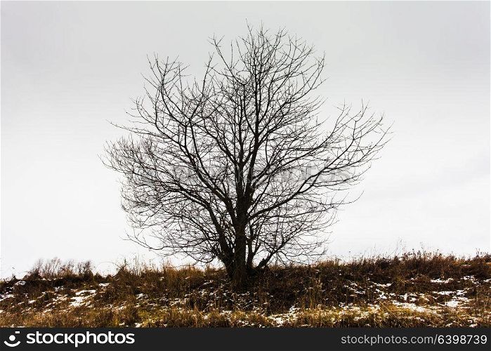 Autumn and winter are meeting on the fields. Lonely tree in the fields. Autumn and winter