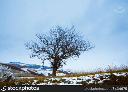 Autumn and winter are meeting on the fields. Lonely tree in the fields. Autumn and winter