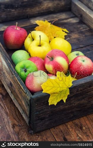 Autumn apple in rural style.. The autumn harvest of apples in an old wooden box