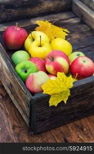 Autumn apple in rural style.. The autumn harvest of apples in an old wooden box