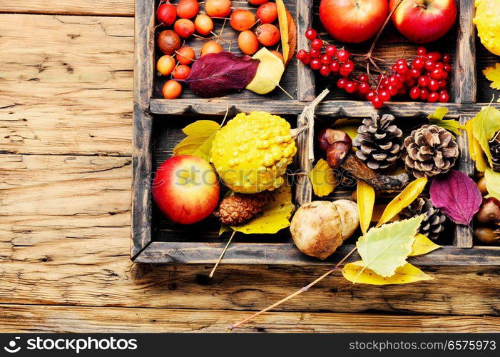 Autumn apples, pumpkins and fallen leaves.. Autumn apples, pumpkins and fallen leaves. Autumn still life