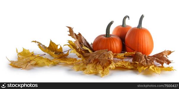 Autumn arrangement of pumpkins with yellow autumn dry maple leaves isolated on white background. Pumpkins and autumn leaves