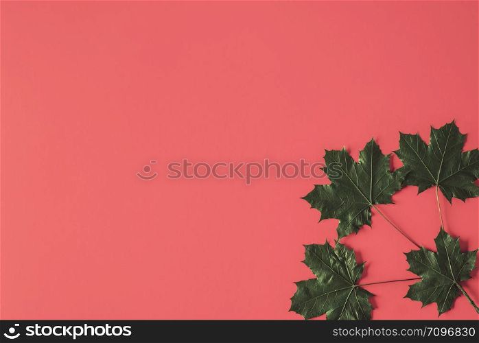 Autumn arrives concept with dark green dried maple leaves in a corner of a red background. Above view of a maple leaf on a peach-colored backdrop.