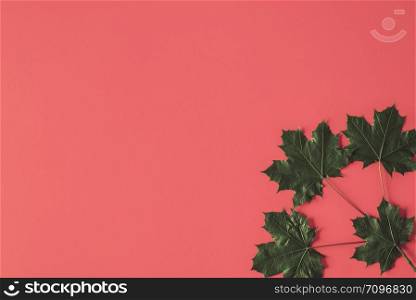 Autumn arrives concept with dark green dried maple leaves in a corner of a red background. Above view of a maple leaf on a peach-colored backdrop.
