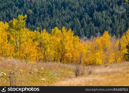 Autumn aspen trees in Colorado, USA.