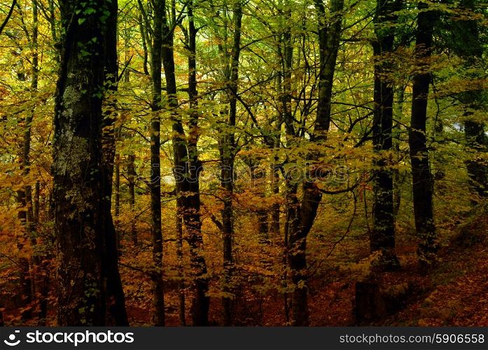 autumn at the forest in portuguese national park, know as Mata de Albergaria